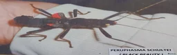 Stick Insects invertebrates for sale: Nymphs Peruphasma Schultei  stick insects - Advert 1