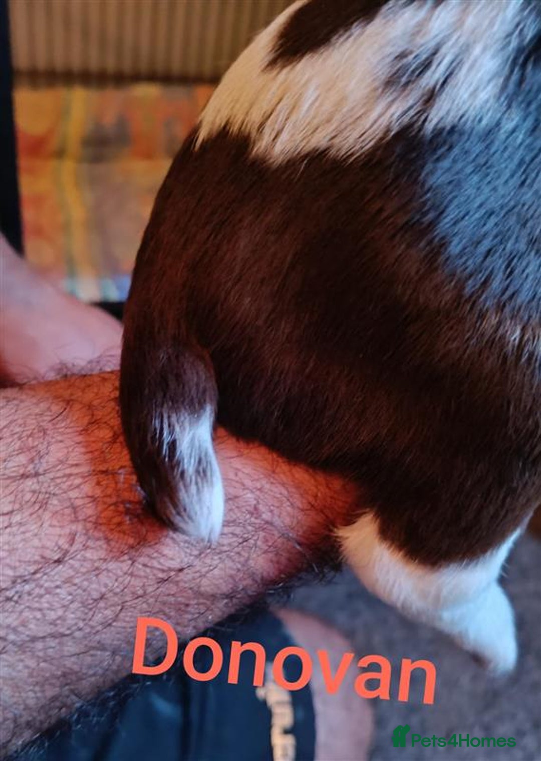 English Springer Spaniel dogs for sale: Working bred KC English Springer Spaniels puppies  - Image 22