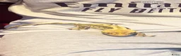 Gecko reptiles for sale: Crested gecko  - Advert 1
