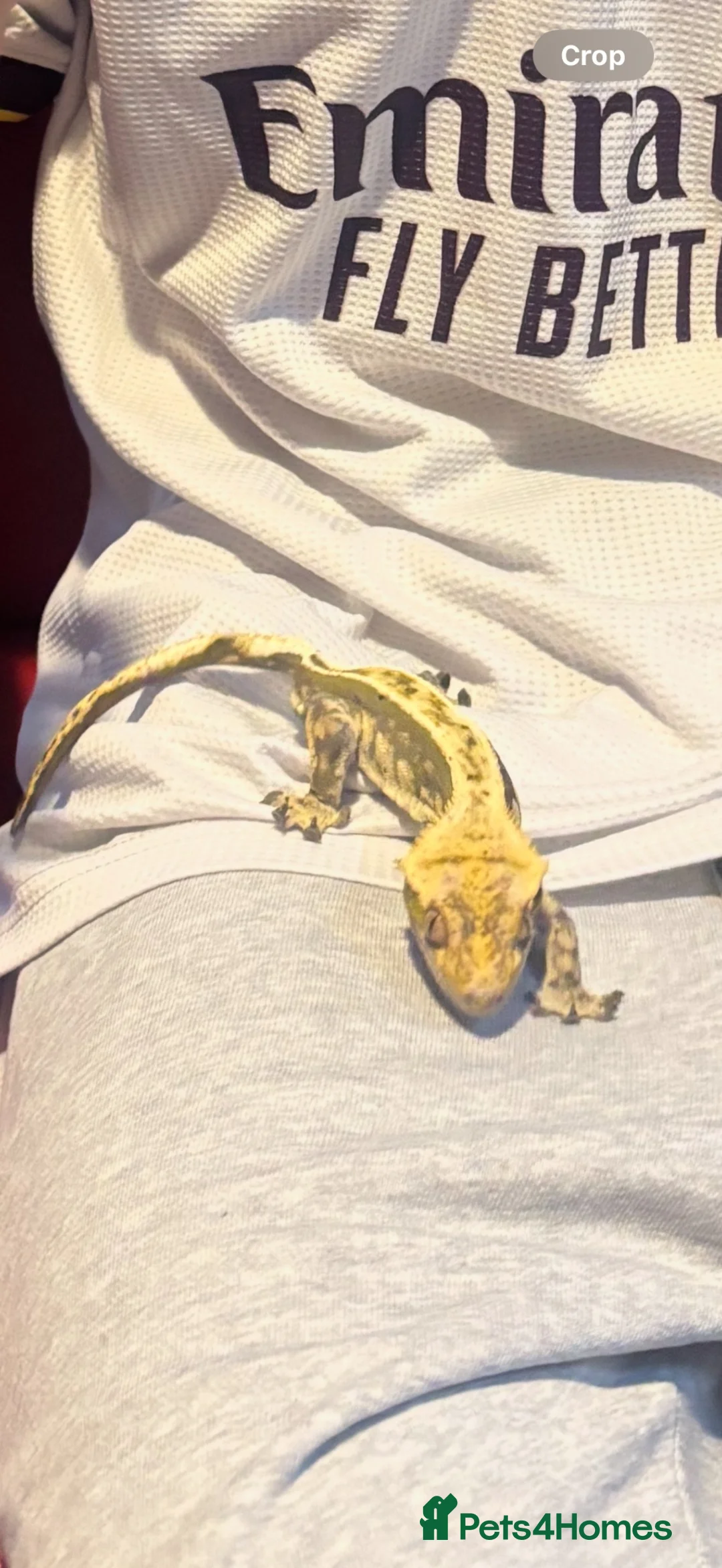 Gecko reptiles for sale: Crested gecko  - Advert 1