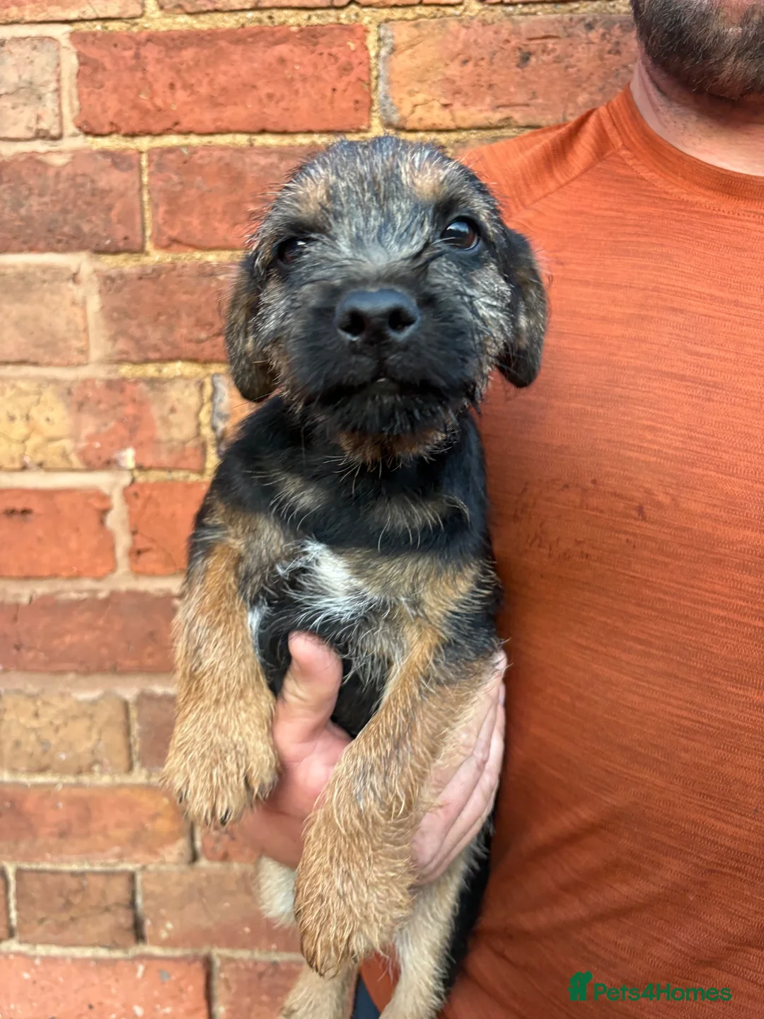 Border Terrier dogs for sale: 1x Border Terrier boy pup for sale  - Advert 2
