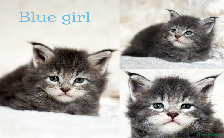 Maine Coon cats - Advert 3