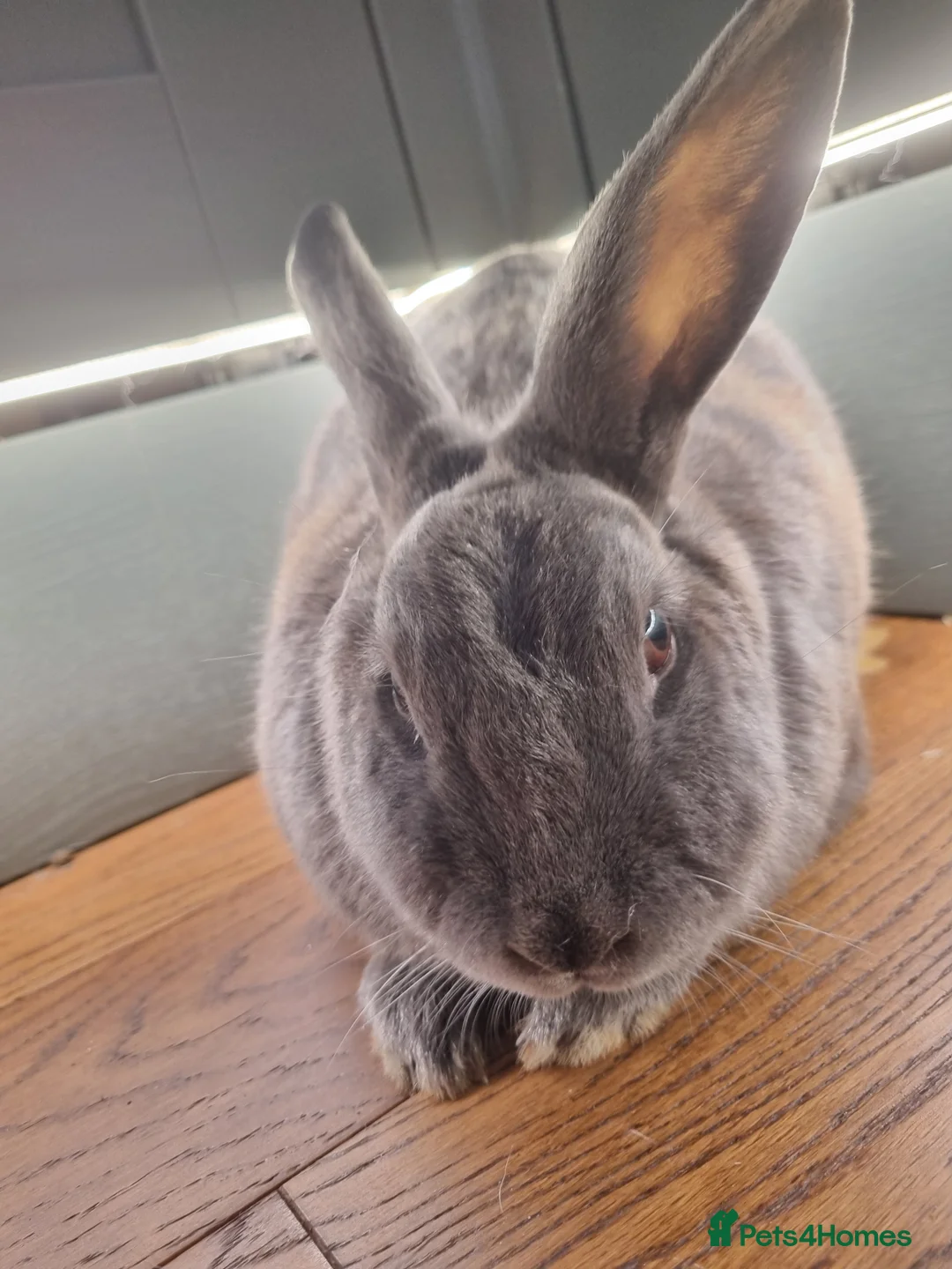 Rex rabbits for sale: Peanut - Advert 2