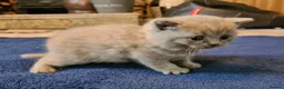 British Shorthair cats for sale: GORGEOUS BRITISH SHORTHAIR KITTENS - Advert 15