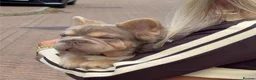 French Bulldog dogs for sale: Lovely fluffy frenchies - Advert 4