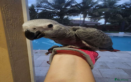 Parrots birds for sale: Super Tamed Baby African Grey Parrots available  - Image 1