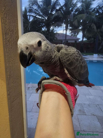 Parrots birds - Advert 11
