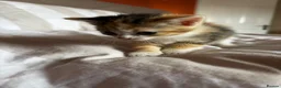 Mixed Breed cats for sale: Beautiful kittens for sale - Advert 6