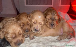 Cocker Spaniel dogs for sale: Show cocker spaniel pups ready 4th November  - Image 24