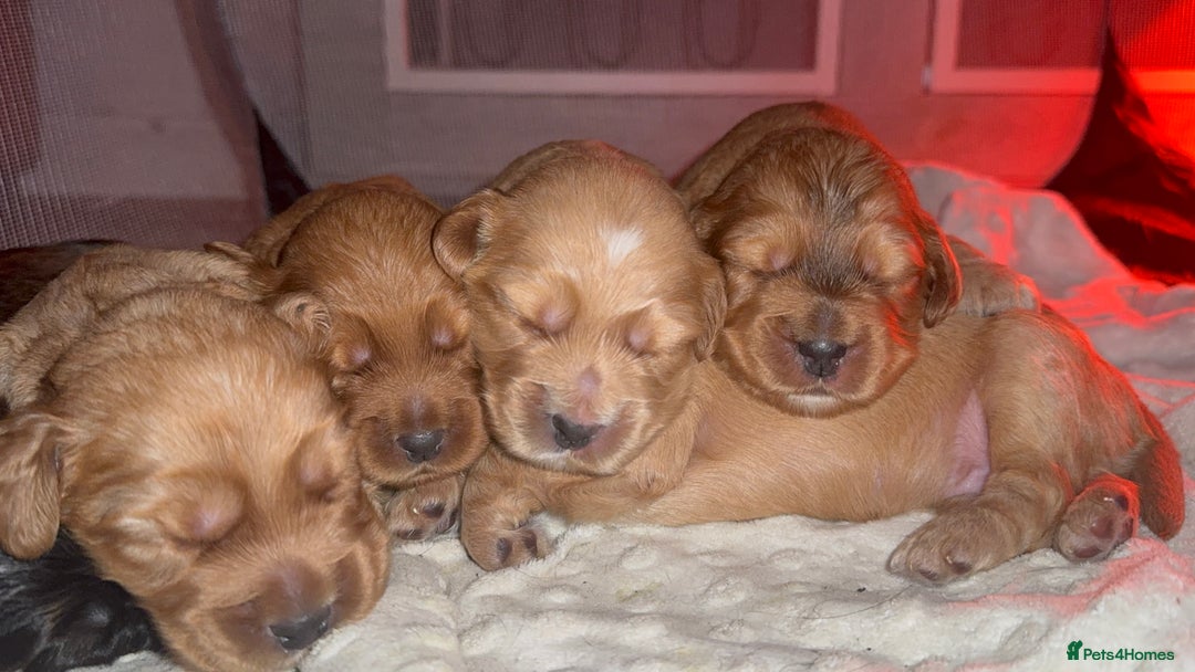 Cocker Spaniel dogs for sale: Show cocker spaniel pups ready 4th November  - Image 24