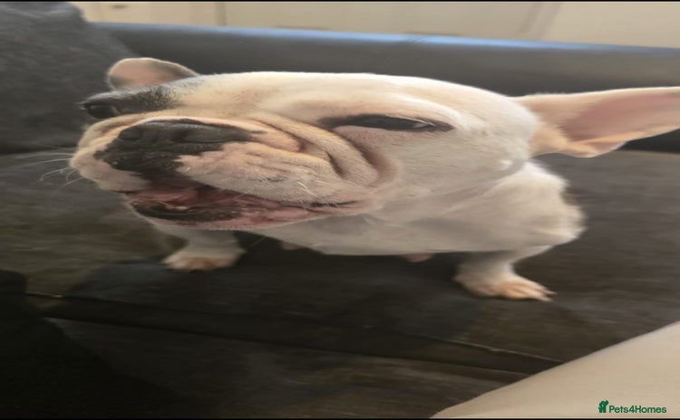 French Bulldog dogs - Advert 2