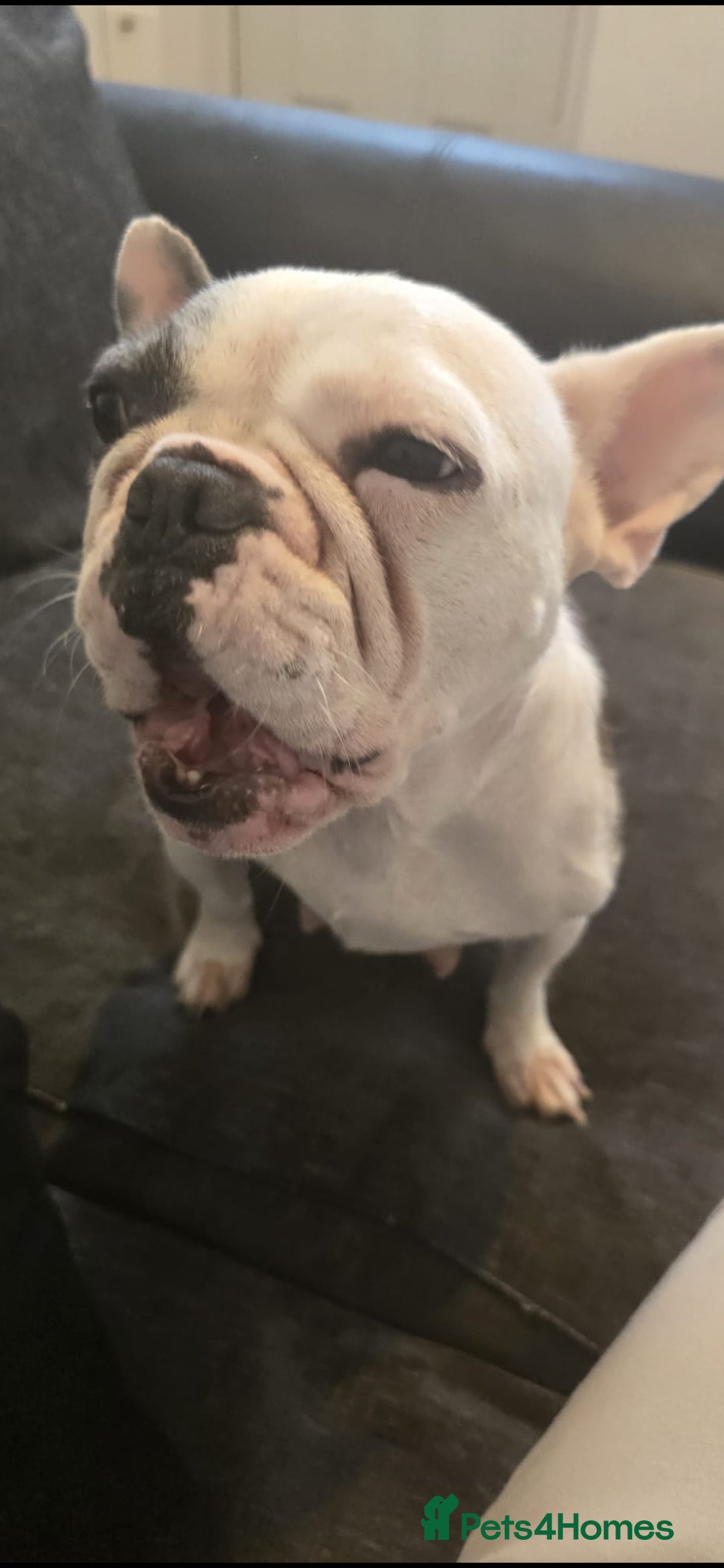French Bulldog dogs for sale: 3yrs old French bulldog bitch  - Image 1