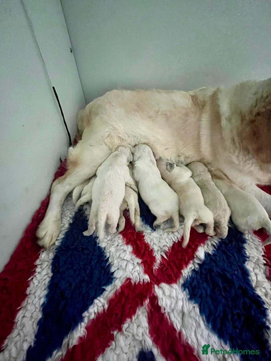 Golden Retriever dogs for sale: 4 left gorgeous kc reg golden retriever puppies  - Image 6