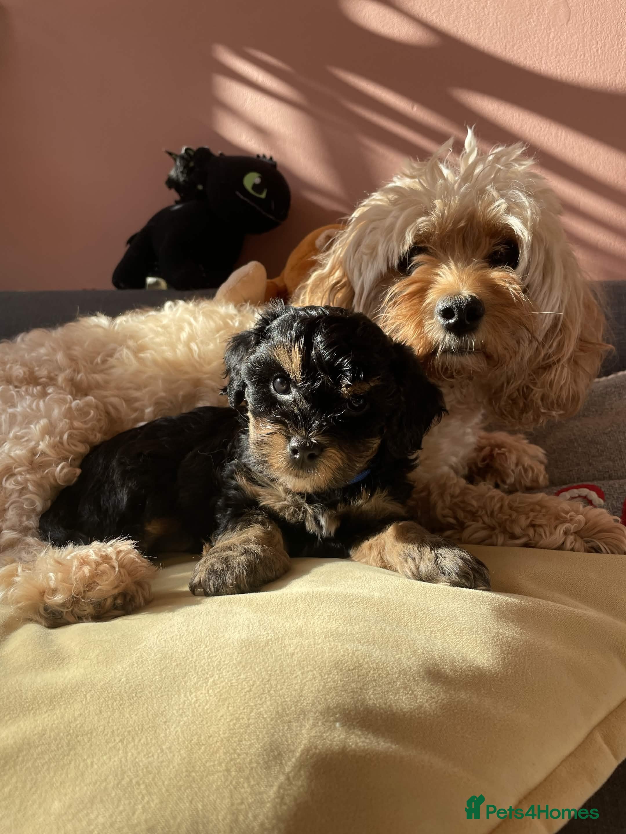 Cavapoochon dogs Gorgeous Toy Cavapoochon puppies  - Advert 2