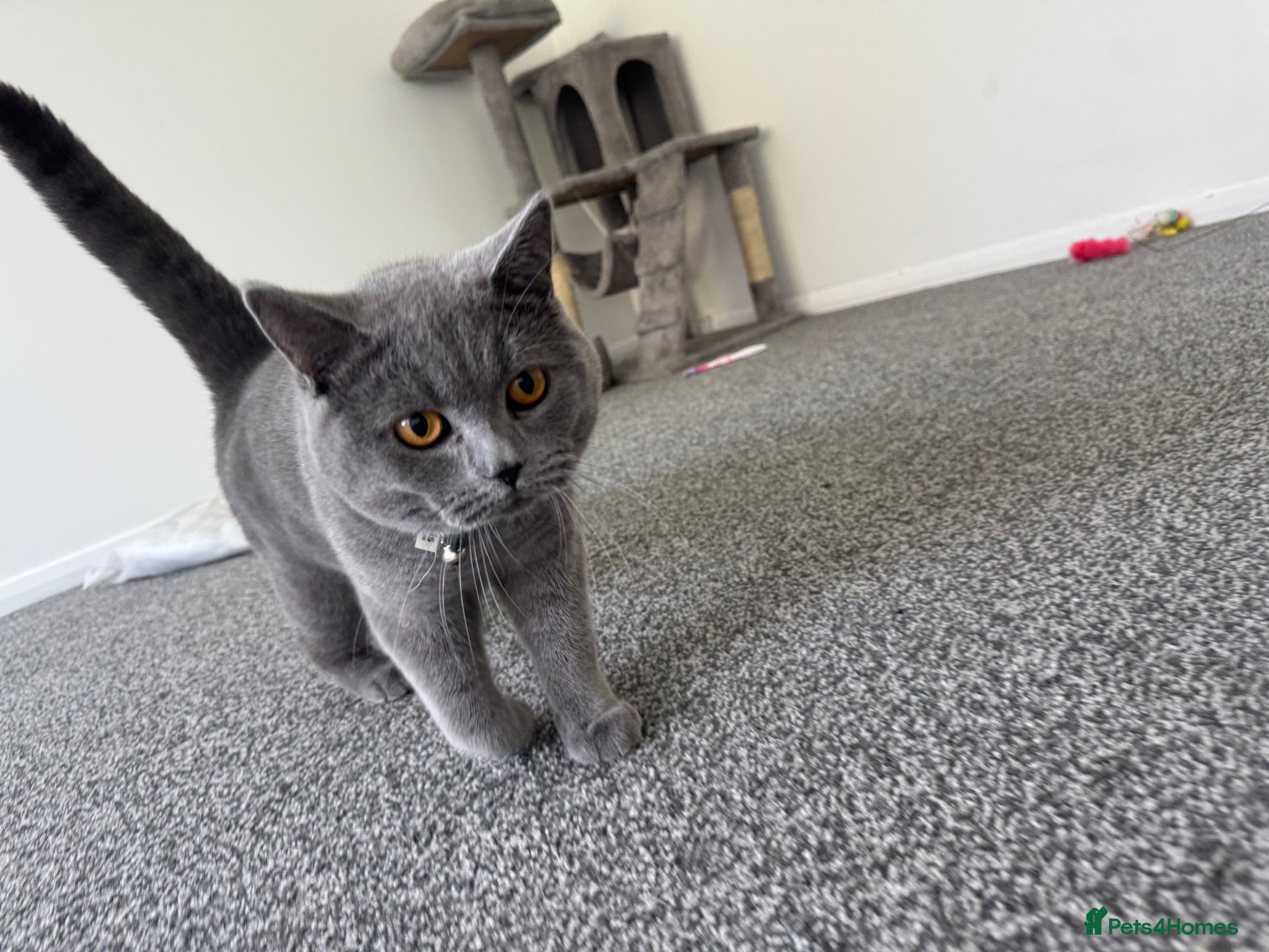 British Shorthair cats British shorthair  - Advert 1