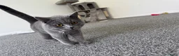 British Shorthair cats for sale: British shorthair  in Worthing - Advert 1