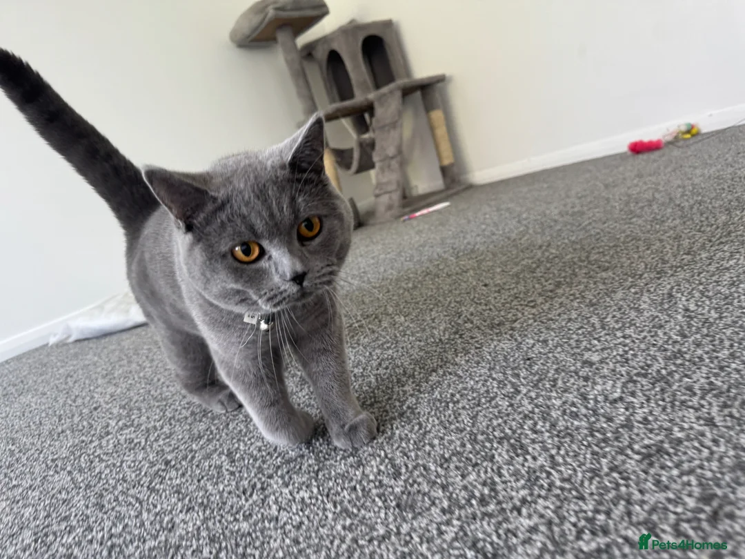 British Shorthair cats for sale: British shorthair  in Worthing - Advert 1