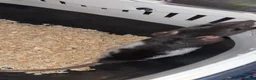 Rat rodents for sale: Gorgeous baby Rats Ready to Go Mainly Top Eared - Advert 4