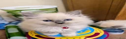 Ragdoll cats for sale: 🏆Tica Registered kittens from EU champion lines🏅 - Advert 31