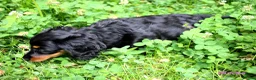 Miniature Dachshund dogs for sale: 🌟Dapple & Black Tan PRA Clear KC reg – June 26🌟 - Advert 28