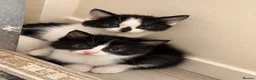 Mixed Breed cats for sale: Friendly, Cute Maincoon X Kittens  - Advert 5