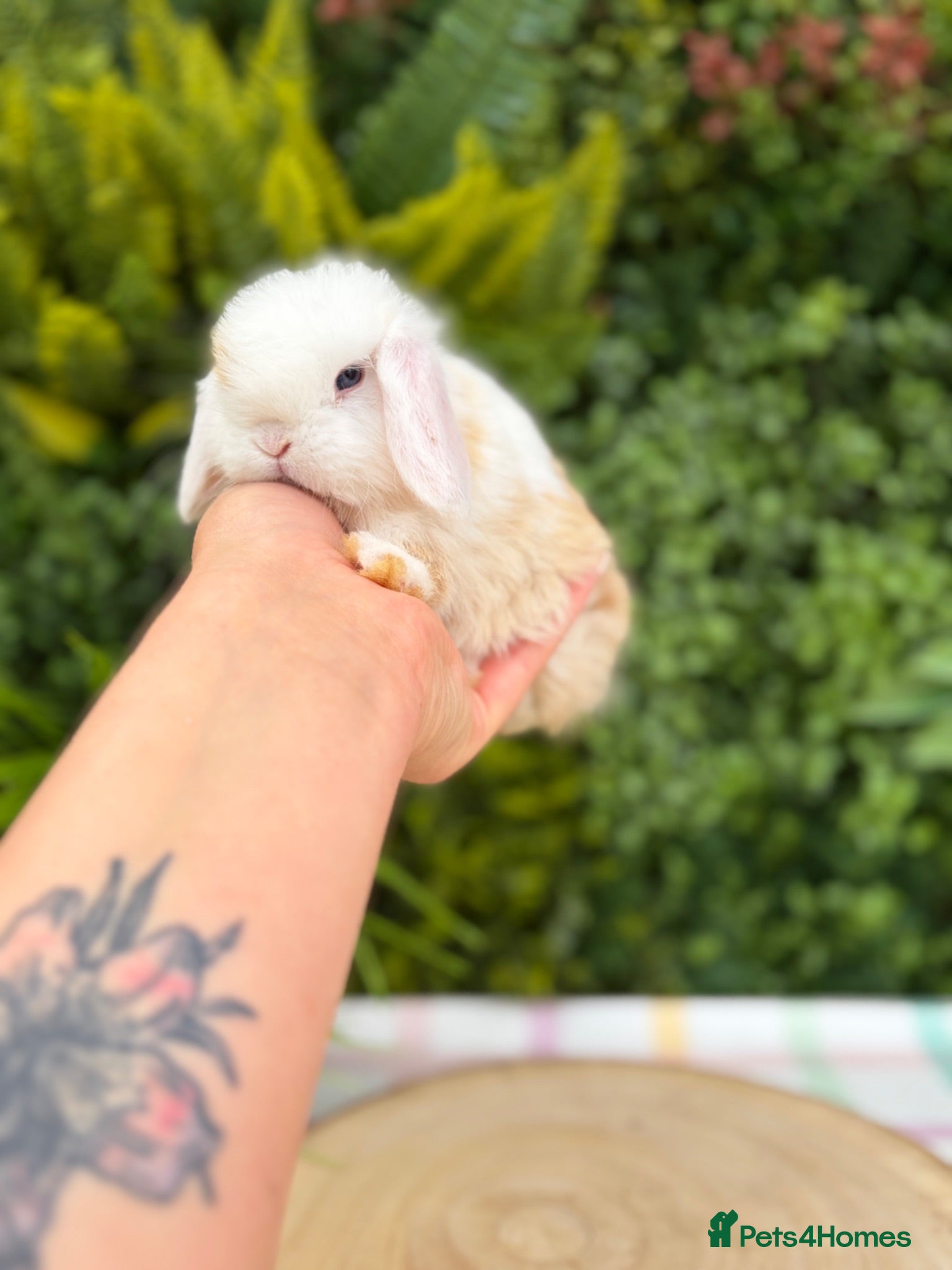 Mini Lop rabbits Friendly Mini Lops - Advert 1