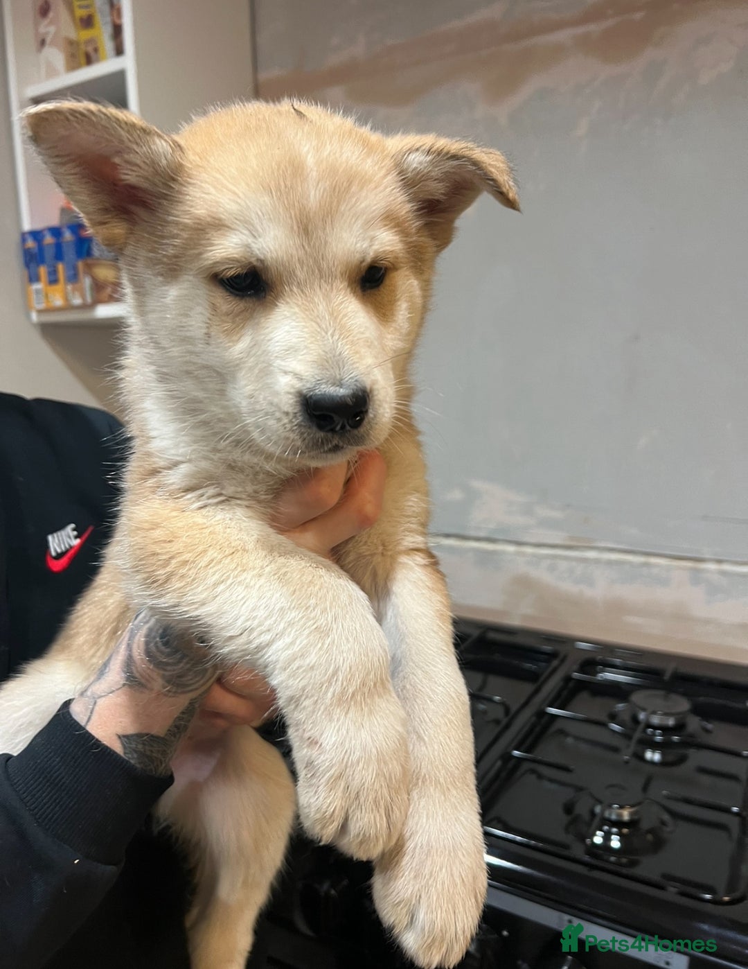 Mixed Breed dogs for sale: Akita x German Shepard male and female  - Advert 5