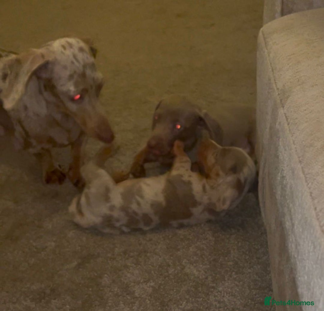 Miniature Dachshund dogs for sale: Miniature boys 3 available  - Advert 4