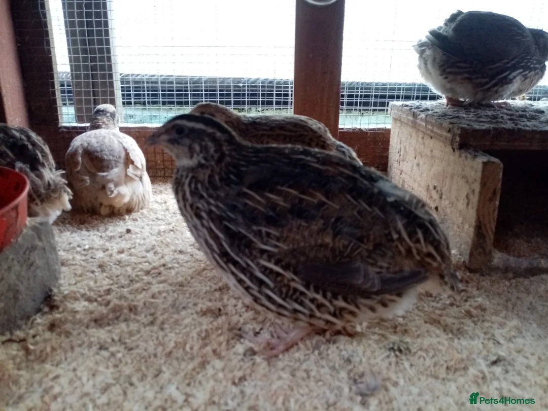 Quail poultry for sale: Mixed colour jumbo cortnix quail hatching eggs in Hungerford - Advert 6