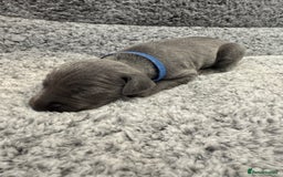 Weimaraner dogs for sale: 🐾 KC Registered Weimaraner Puppies 🐾 - Image 17