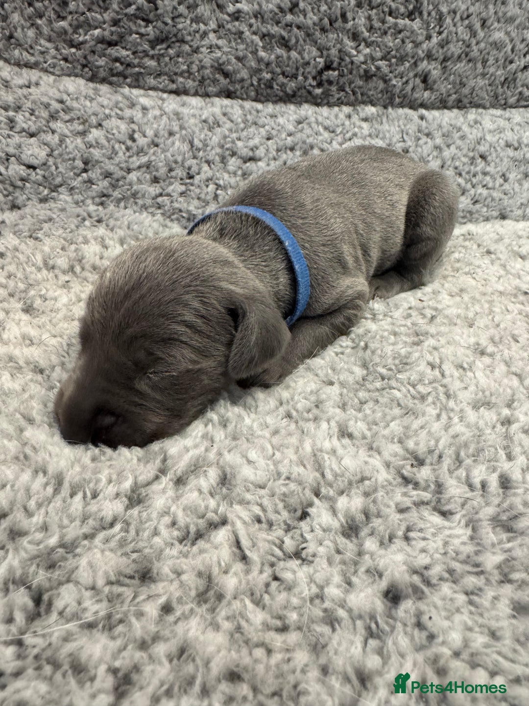 Weimaraner dogs for sale: 🐾 KC Registered Weimaraner Puppies 🐾 - Image 17