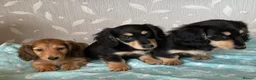 Miniature Dachshund dogs for sale: GORGEOUS KC reg PRA CLEAR MINI DACHSHUND PUPPIES - Advert 13