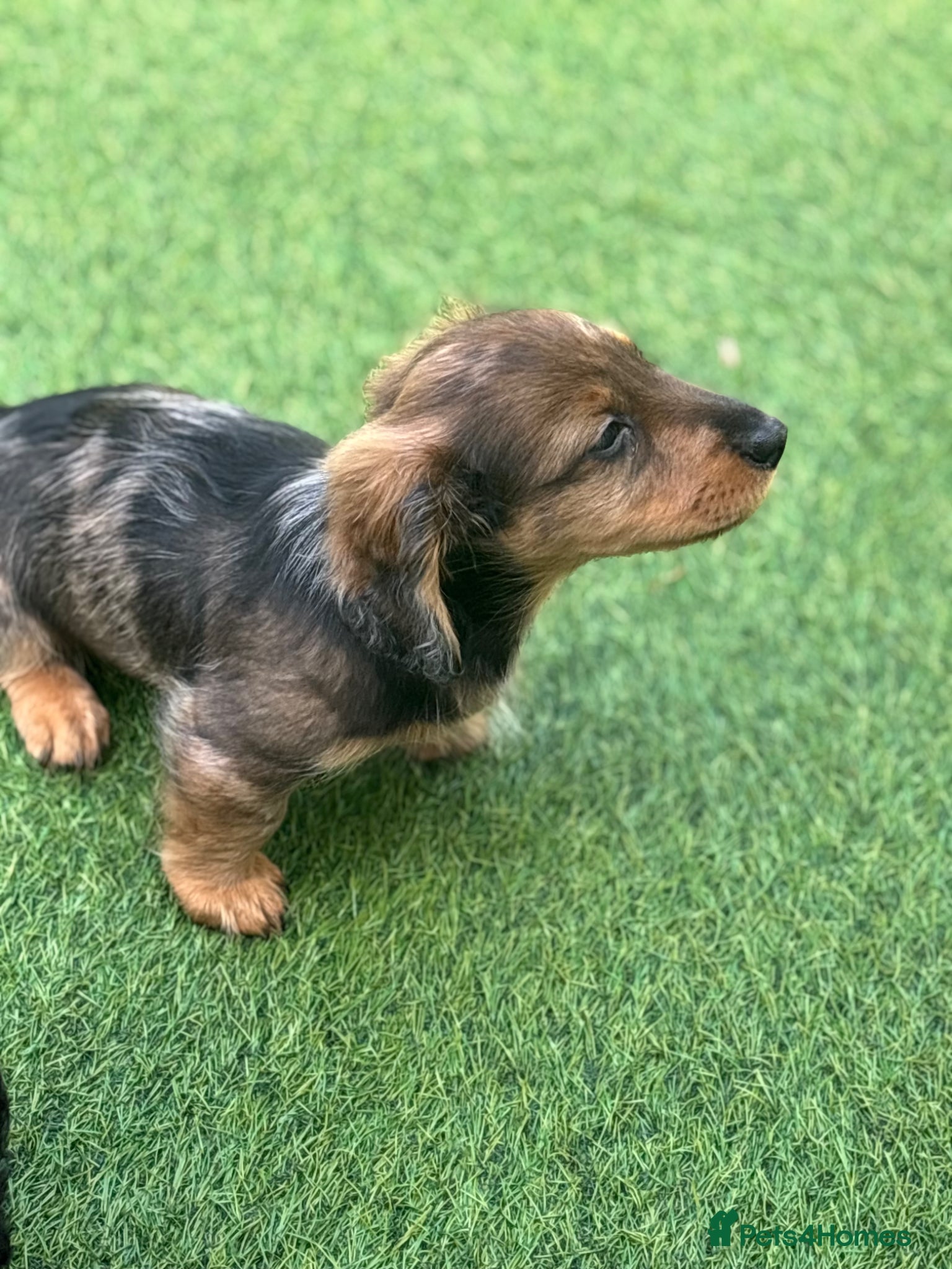 Miniature Dachshund dogs Beautiful miniature dachshund puppies✨ - Advert 13