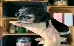 Bernedoodle dogs for sale: Standard Bernedoodle Blue Merle, Black White. - Image 27