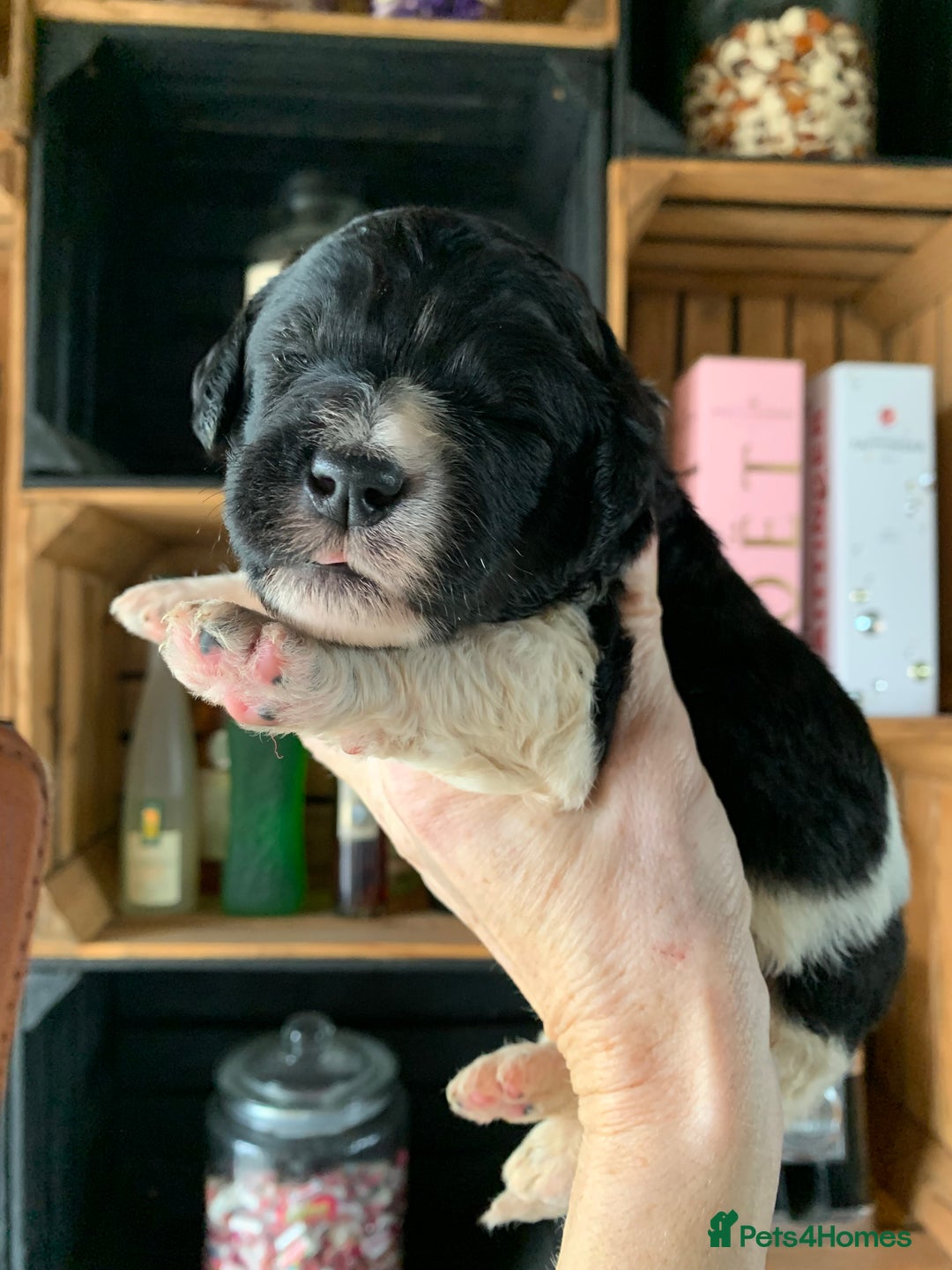 Bernedoodle dogs for sale: Standard Bernedoodle Blue Merle, Black White. - Image 27