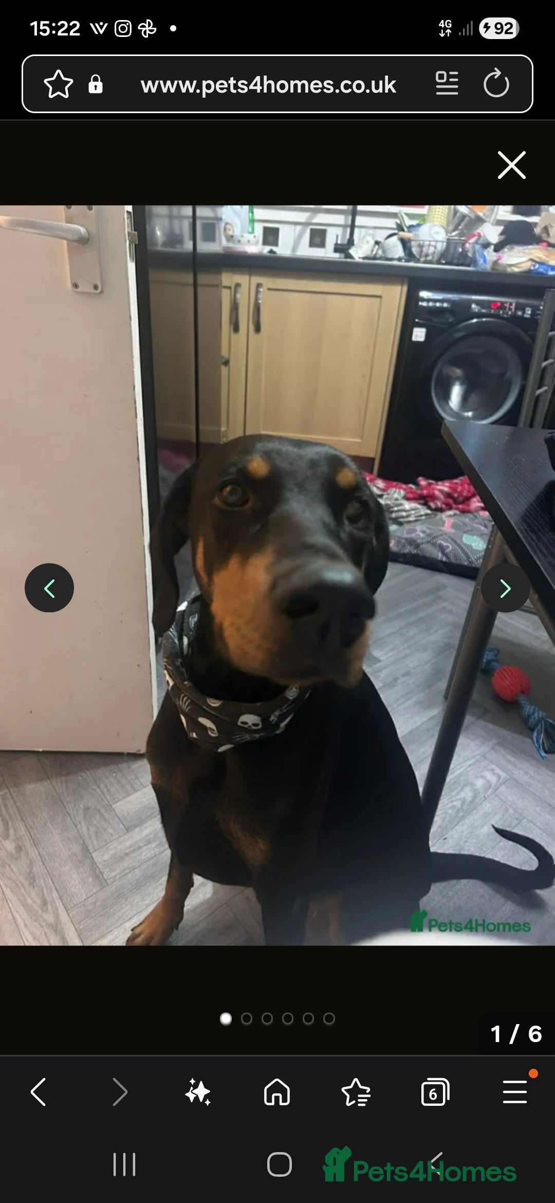 Dobermann dogs for sale: Female doberman  - Advert 5