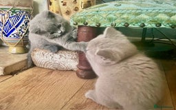British Shorthair cats for sale: Two cuddly blue boys from loving family home - Image 9
