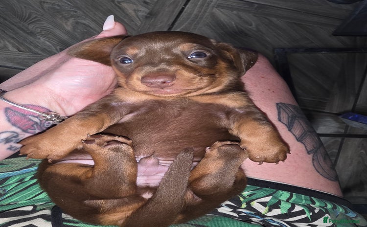 Dachshund dogs daschund puppies 1 chocolate male left 3 weeks old - Advert 1