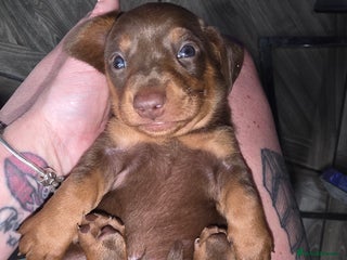 Dachshund dogs daschund puppies 1 chocolate male left 3 weeks old - Advert 4