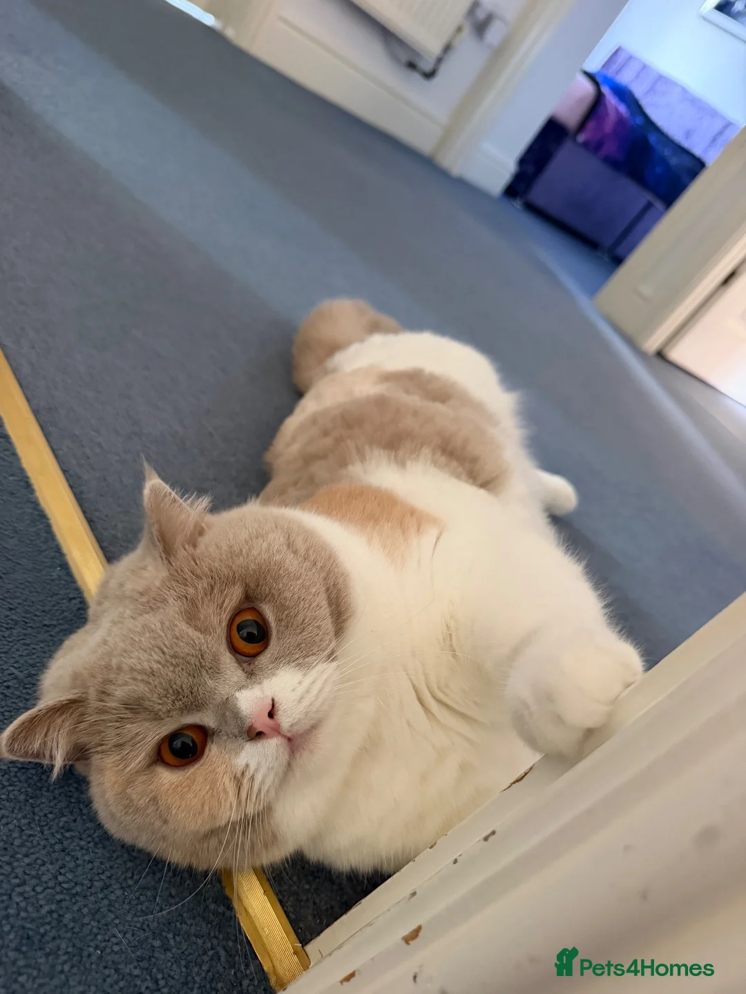 British Shorthair cats for sale: Stunning British Shorthair Girl - Advert 3