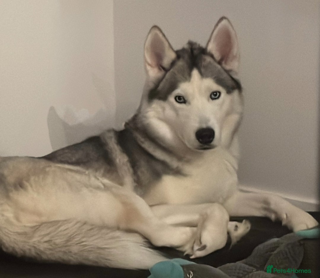 Siberian Husky dogs for sale: Blue Eyed Husky Girl - Image 4