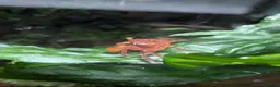 Crabs fish for sale: Tomato Vampire Crabs, Tanks, Food, everything in Glasgow - Advert 11
