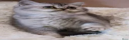 British Shorthair cats for sale: Super cute and pedigree British shorthair - Advert 14