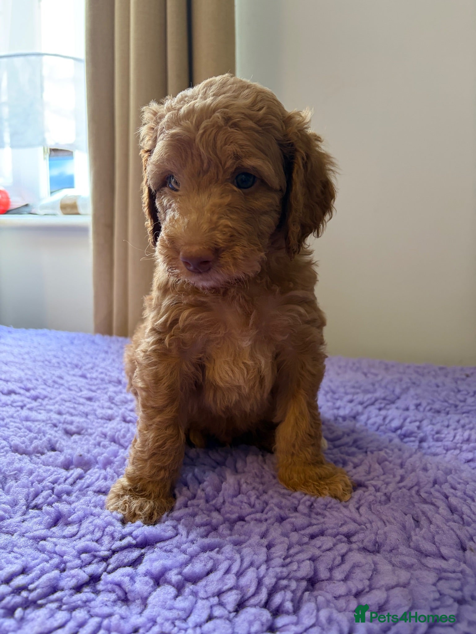 Labradoodle dogs Multigen labradoodle puppies - Advert 11