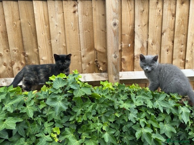 British Shorthair cats Persian Cross Kittens - Ready To Go!  - Advert 1
