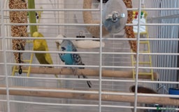 Budgerigars birds for sale: 2 Budgies looking for new loving home - Image 2
