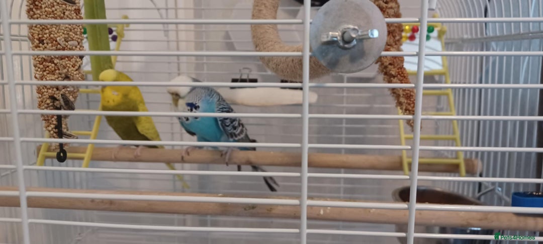 Budgerigars birds for sale: 2 Budgies looking for new loving home - Image 2