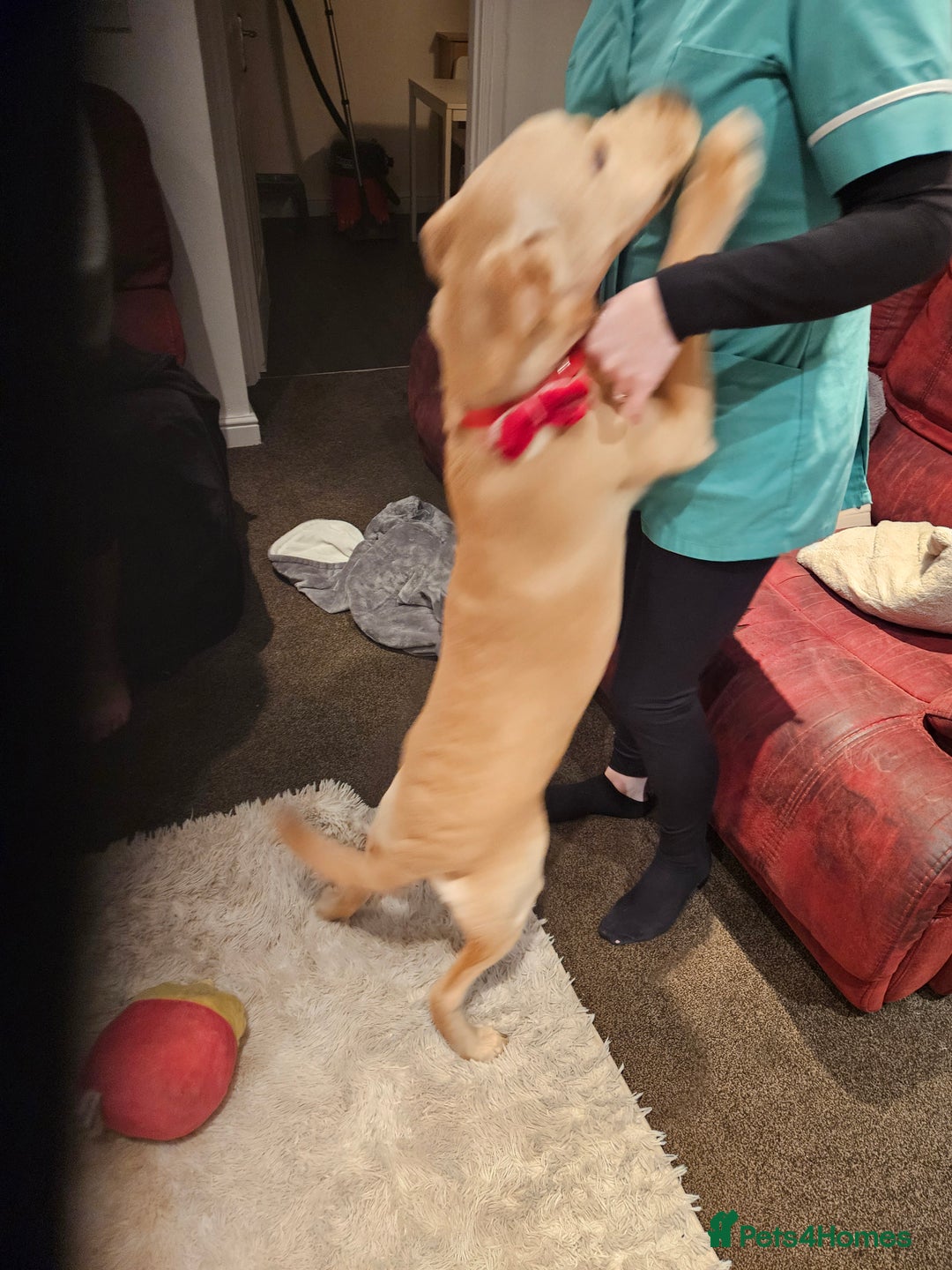 Labrador Retriever dogs for sale: 7-Month-Old Labrador for Rehoming - Advert 10