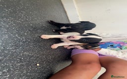 Jack Russell dogs for sale: 2 puppies for sales - Image 23