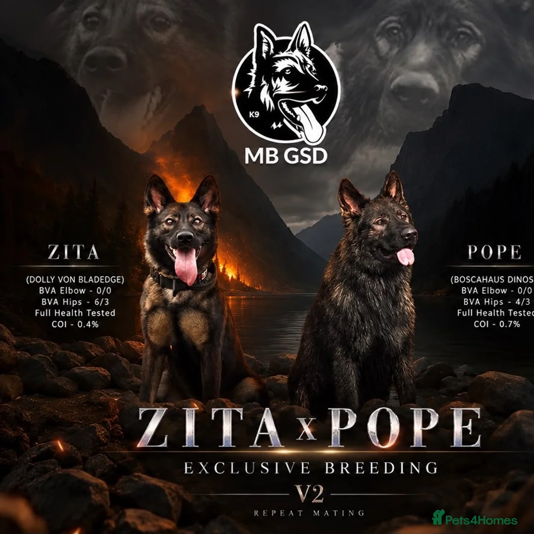 German Shepherd dogs for sale: ⚠️Working Line German Shepherds - Advert 1